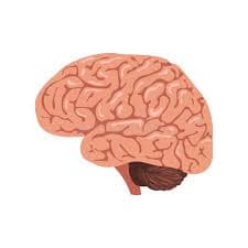 Brain Structure and Function