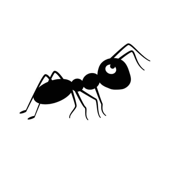Ants