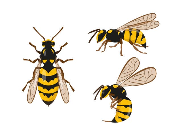 Wasp