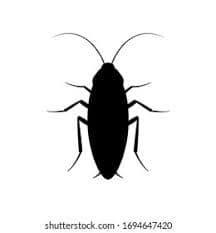 Cockroach Waste