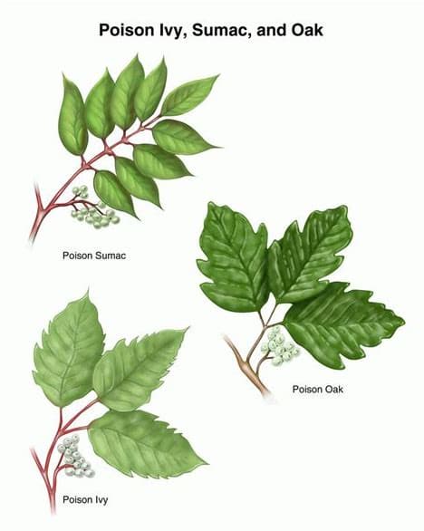 poison ivy, poison oak, poison sumac