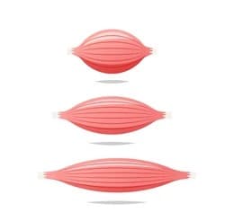 Muscle Contractions