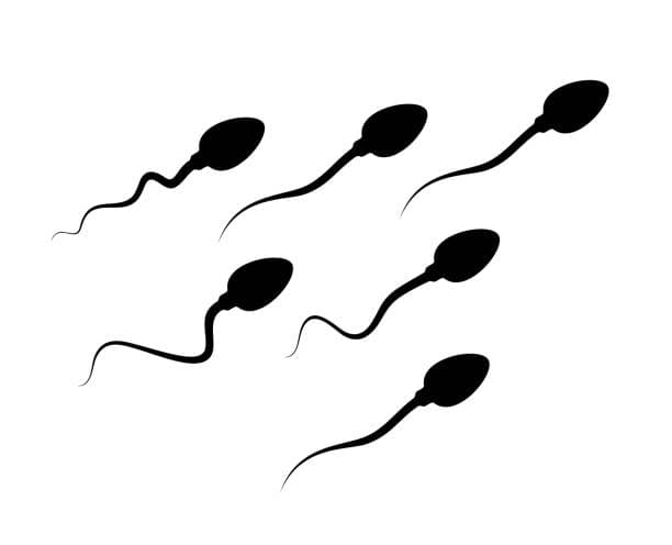 Sperm
