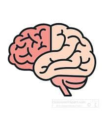 Brain