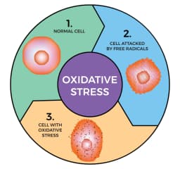 Oxidative Stress