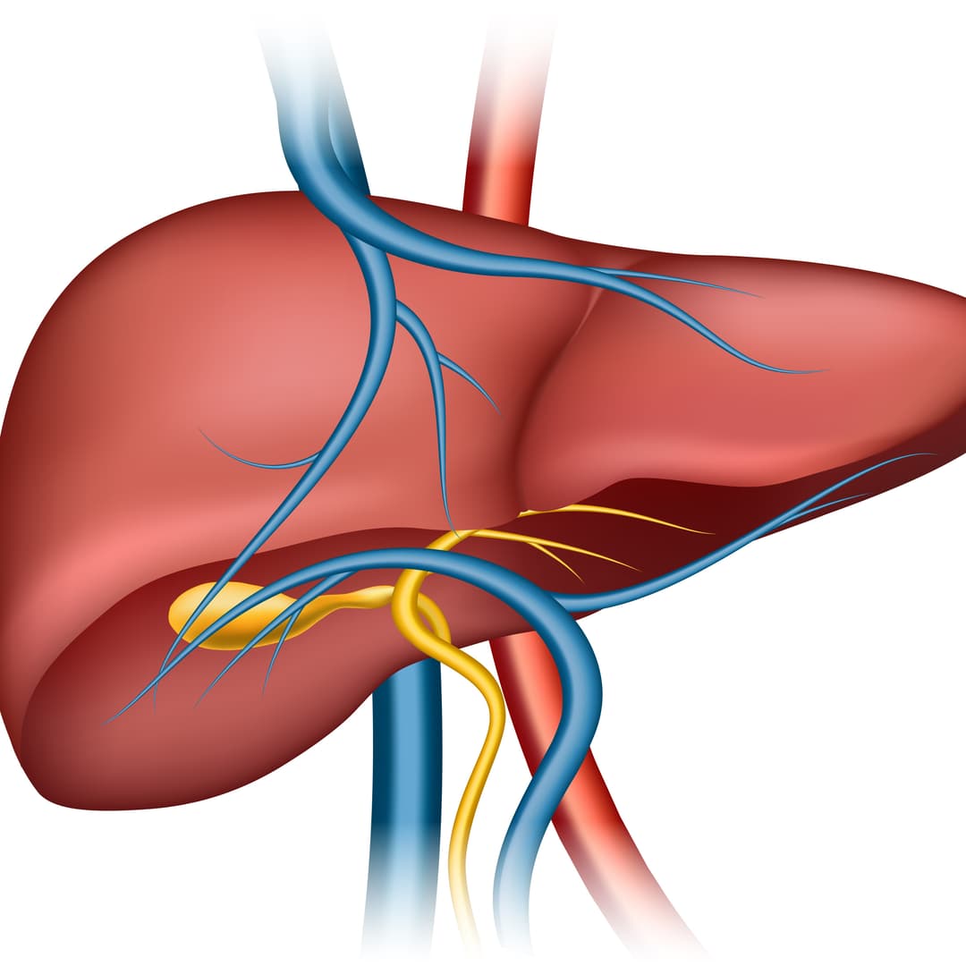 Liver Inflammation (Hepatitis)