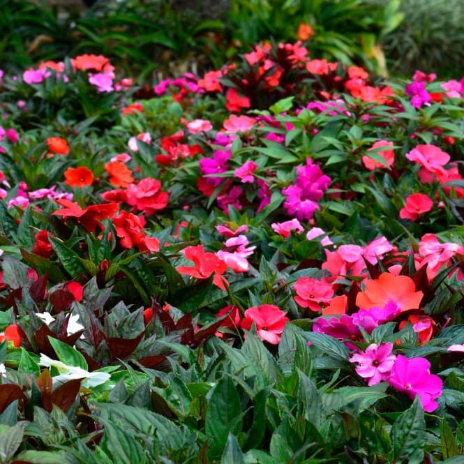 Flowering Plants