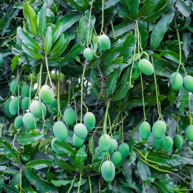 Fruit Plants