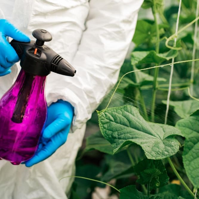 Pest & Disease Management