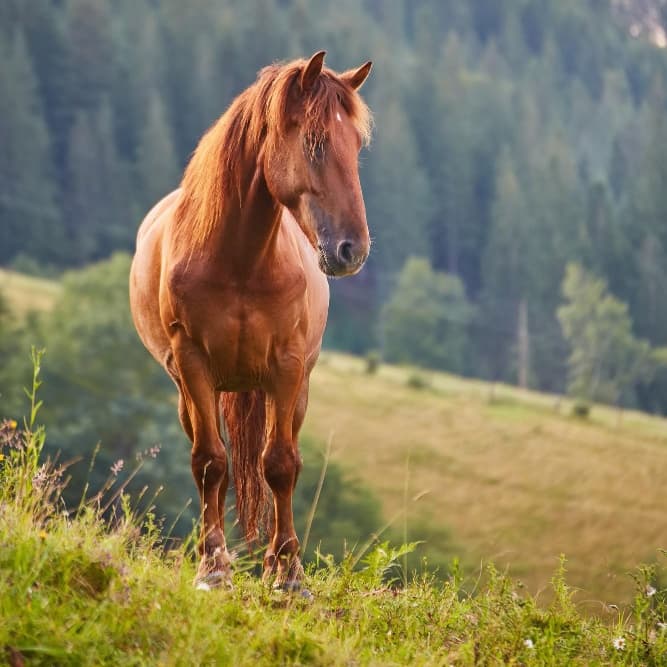Horse