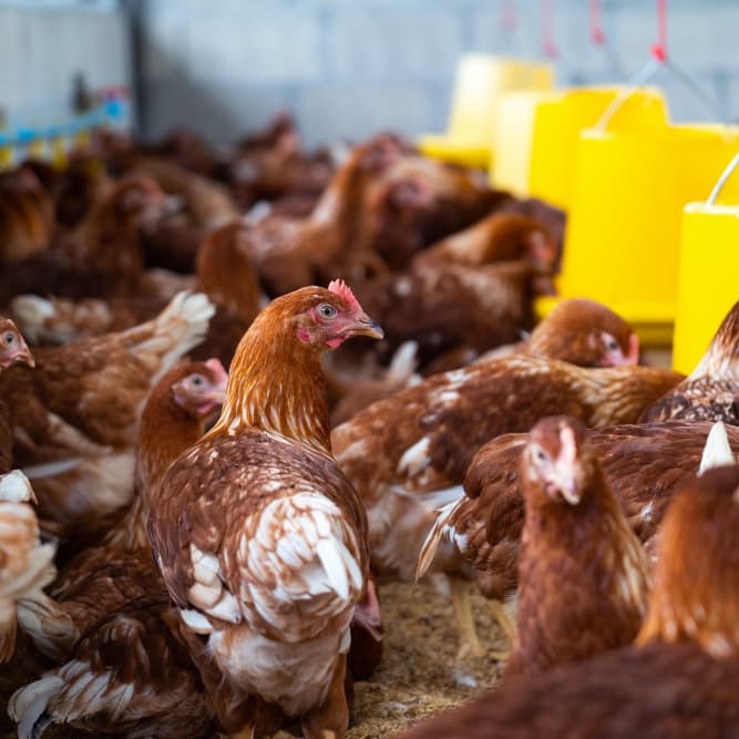 Poultry